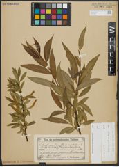 Foto von Salix alba L. x Salix pentandra L.